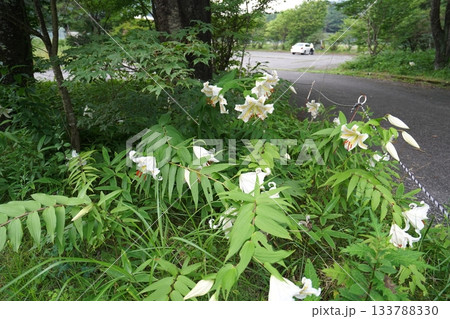 群馬県榛名高原　道路脇に咲く、満開のヤマユリ　2025年7月25日 133788330