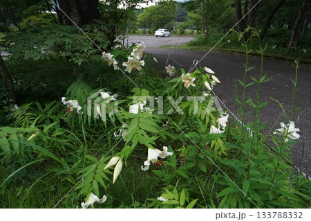 群馬県榛名高原　道路脇に咲く、満開のヤマユリ　2025年7月25日 133788332
