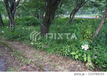 群馬県榛名高原 道路脇に咲く、満開のヤマユリ 2025年7月25日 群馬県榛名高原 道路脇に咲く、満開のヤマユリ 2025年7月25日 133788333