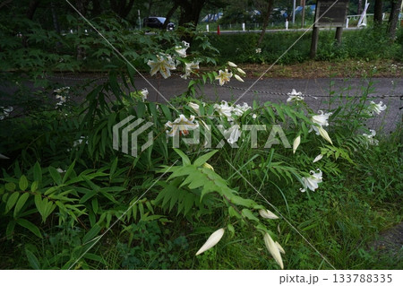群馬県榛名高原　道路脇に咲く、満開のヤマユリ　2025年7月25日 133788335