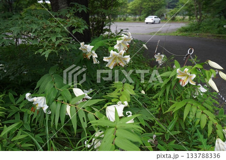 群馬県榛名高原　道路脇に咲く、満開のヤマユリ　2025年7月25日 133788336