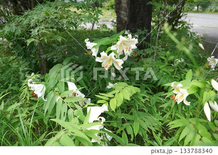 群馬県榛名高原　道路脇に咲く、満開のヤマユリ　2025年7月25日 133788340