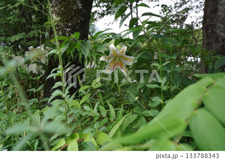 群馬県榛名高原　道路脇に咲く、満開のヤマユリ　2025年7月25日 133788343