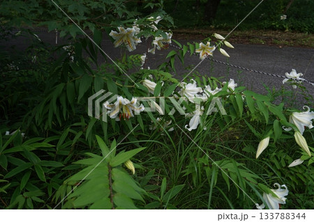 群馬県榛名高原　道路脇に咲く、満開のヤマユリ　2025年7月25日 133788344