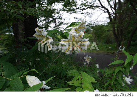 群馬県榛名高原　道路脇に咲く、満開のヤマユリ　2025年7月25日 133788345