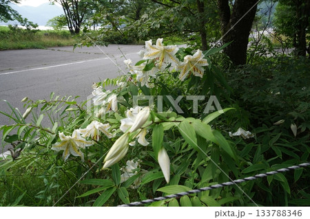 群馬県榛名高原　道路脇に咲く、満開のヤマユリ　2025年7月25日 133788346