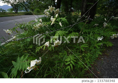 群馬県榛名高原　道路脇に咲く、満開のヤマユリ　2025年7月25日 133788348