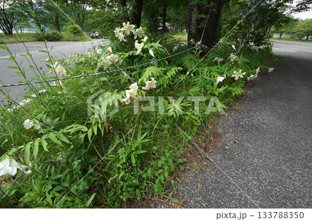 群馬県榛名高原　道路脇に咲く、満開のヤマユリ　2025年7月25日 133788350