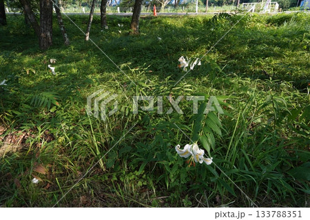 群馬県榛名高原　道路脇に咲く、満開のヤマユリ　2025年7月25日 133788351