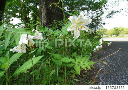 群馬県榛名高原 道路脇に咲く、満開のヤマユリ 2025年7月25日 群馬県榛名高原 道路脇に咲く、満開のヤマユリ 2025年7月25日 133788353