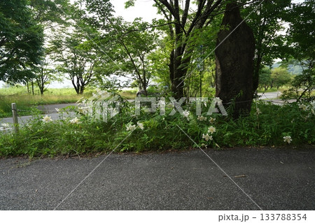 群馬県榛名高原　道路脇に咲く、満開のヤマユリ　2025年7月25日 133788354