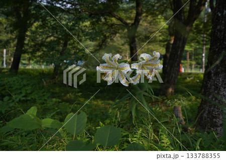 群馬県榛名高原　道路脇に咲く、満開のヤマユリ　2025年7月25日 133788355