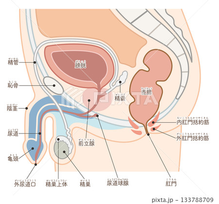 男性の生殖器のイラストMale reproductive organs 133788709