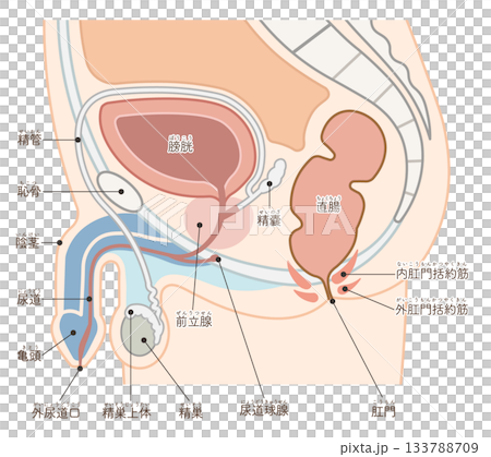 Male reproductive organs Male reproductive organs 133788709