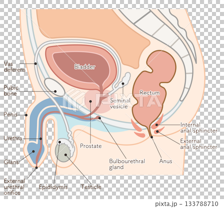 Male reproductive organs Male reproductive organs 133788710