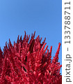 青空に映えるケイトウの花 133788711