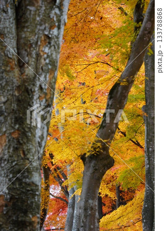 紅葉した木 紅葉した木 133788868