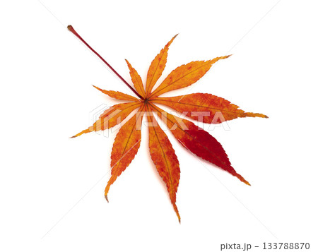 紅葉したカエデの葉 133788870