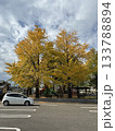 紅葉したイチョウ並木と車 133788894