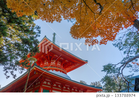 紅葉に染まる高野山 壇上伽藍 2025 和歌山県 紅葉に染まる高野山 壇上伽藍 2025 和歌山県 133788974