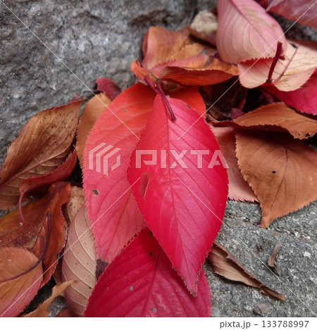 赤と茶の落ち葉_秋のコンクリートの上_紅葉_クローズアップ 133788997