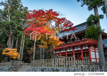 紅葉に染まる高野山 2025 和歌山県 紅葉に染まる高野山 2025 和歌山県 133789090