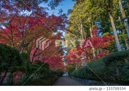 紅葉に染まる高野山 2025 和歌山県 紅葉に染まる高野山 2025 和歌山県 133789104