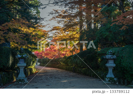 紅葉に染まる高野山 2025 和歌山県 紅葉に染まる高野山 2025 和歌山県 133789112