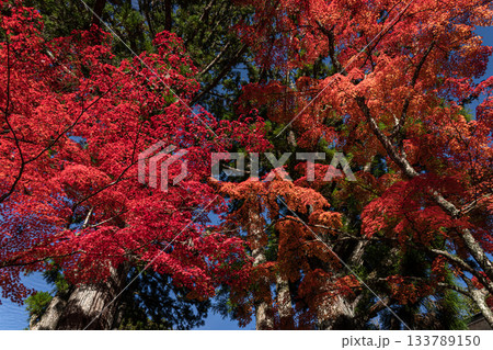 紅葉に染まる高野山 2025　和歌山県 133789150