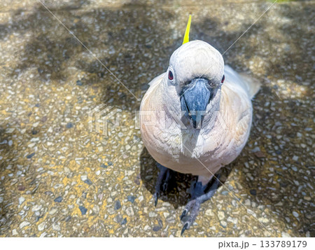 A Sulphur Crested Cockatoo standing on a pedestrian footpath 133789179