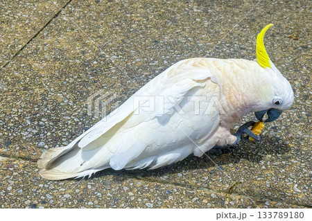 A Sulphur Crested Cockatoo standing on a pedestrian footpath A Sulphur Crested Cockatoo standing on a pedestrian footpath 133789180