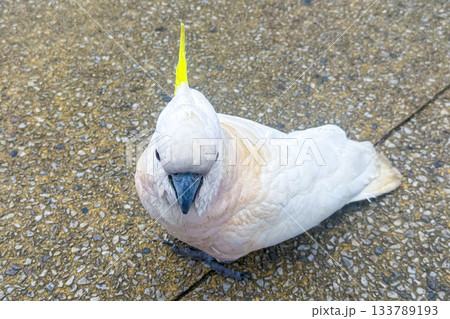 A Sulphur Crested Cockatoo standing on a pedestrian footpath A Sulphur Crested Cockatoo standing on a pedestrian footpath 133789193
