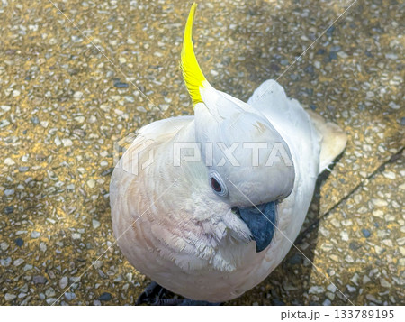 A Sulphur Crested Cockatoo standing on a pedestrian footpath 133789195