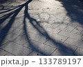 午後の日差しと木の影 133789197