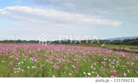 青空とコスモス畑 青空とコスモス畑 133789231