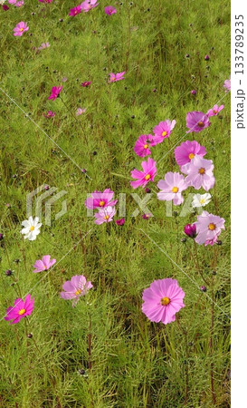 白とピンクのコスモス畑 133789235
