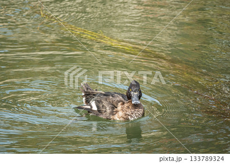 琵琶湖疏水を泳ぐキンクロハジロ　京都市 133789324