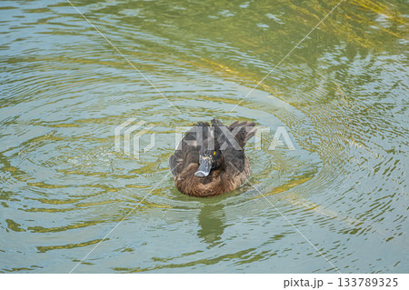 琵琶湖疏水を泳ぐキンクロハジロ　京都市 133789325