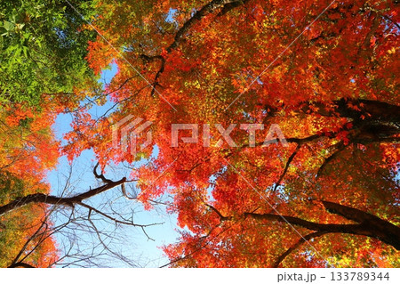 もみじ 紅葉 樹木 もみじ 紅葉 樹木 133789344