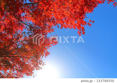 もみじ 紅葉 樹木 太陽光 青空 もみじ 紅葉 樹木 太陽光 青空 133789350