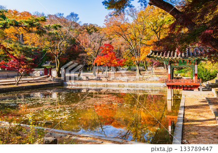 ソウル 紅葉の昌徳宮 後苑(シークレット・ガーデン) ソウル 紅葉の昌徳宮 後苑(シークレット・ガーデン) 133789447