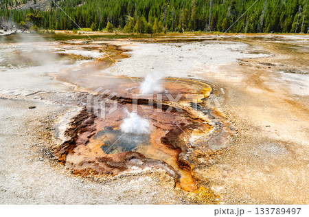 Geyser erupts in Black Sand Basin of Yellowstone National Park Wyoming. Steam rises from hot spring with colorful orange bacterial mats near green pine forest 133789497