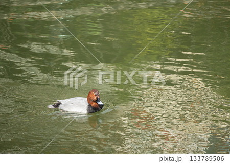 琵琶湖疏水を泳ぐホシハジロ(オス) 琵琶湖疏水を泳ぐホシハジロ(オス) 133789506