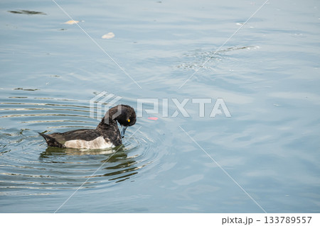キンクロハジロ 京都市 キンクロハジロ 京都市 133789557