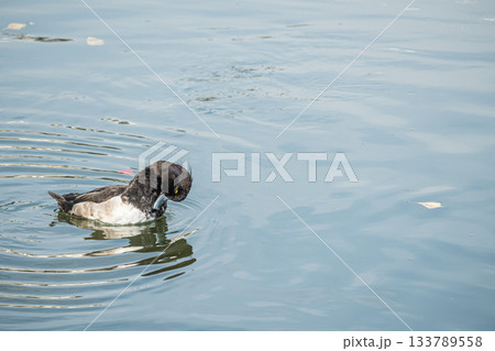 キンクロハジロ　京都市 133789558