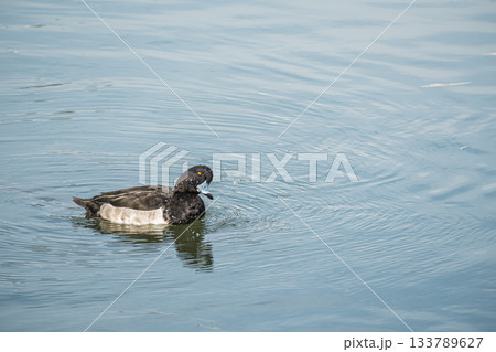 キンクロハジロ　京都市 133789627