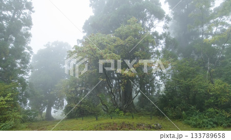 雨の森 美女平の杉巨木 富山県 雨の森 美女平の杉巨木 富山県 133789658