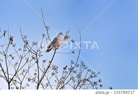 キジバト　青空 133789717