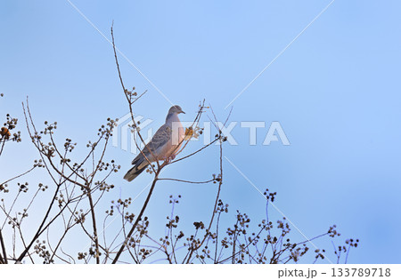 キジバト 133789718