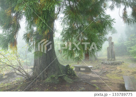 雨の森　美女平立山登拝口　富山県 133789775
